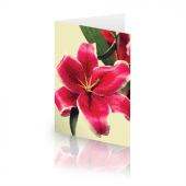 lilly-garden_card